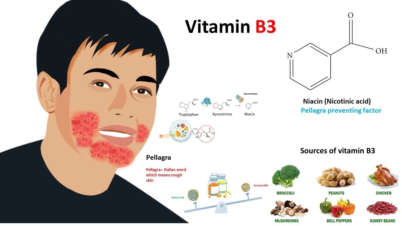 Vitamin B3 : Niacin (sources,metabolism and deficiency)